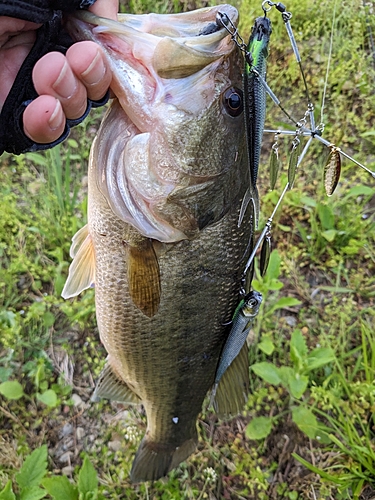 ブラックバスの釣果