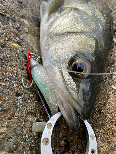 スズキの釣果