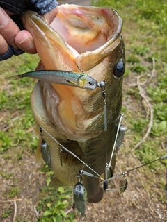 ブラックバスの釣果