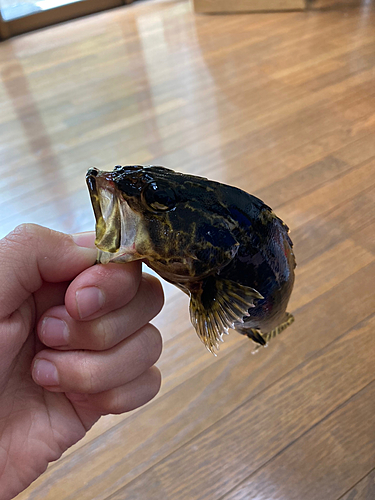 タケノコメバルの釣果