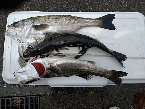 シーバスの釣果