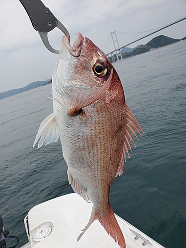 タイの釣果