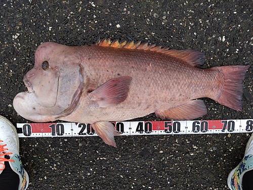 コブダイの釣果