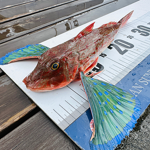 ホウボウの釣果