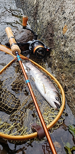 アマゴの釣果