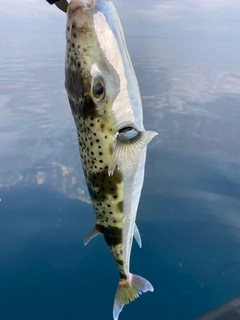 センニンフグの釣果