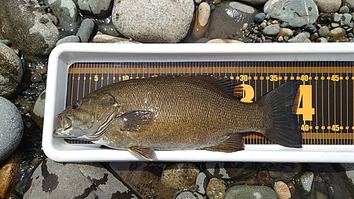 スモールマウスバスの釣果