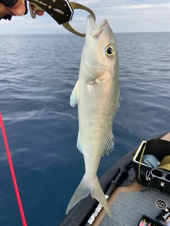 アオチビキの釣果