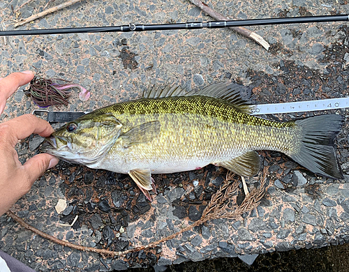 スモールマウスバスの釣果