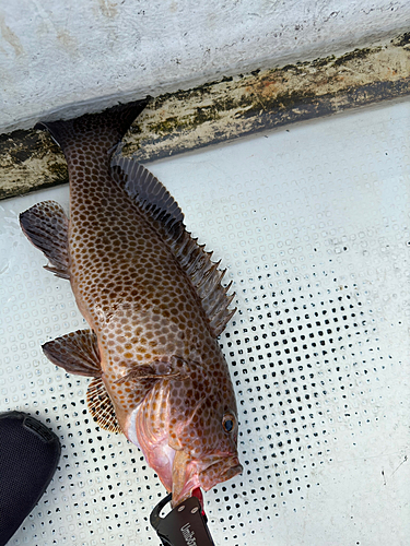 オオメハタの釣果