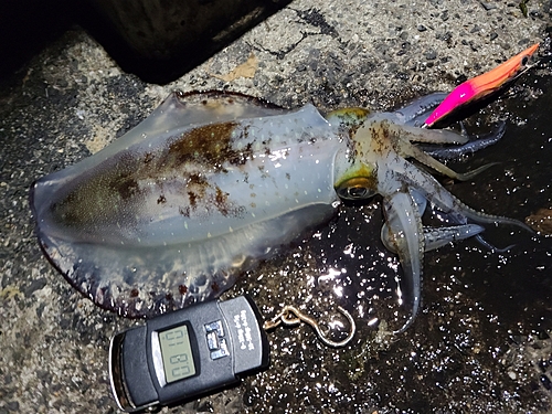 アオリイカの釣果