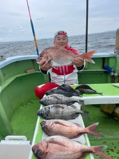 マダイの釣果