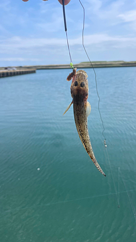 ハゼの釣果