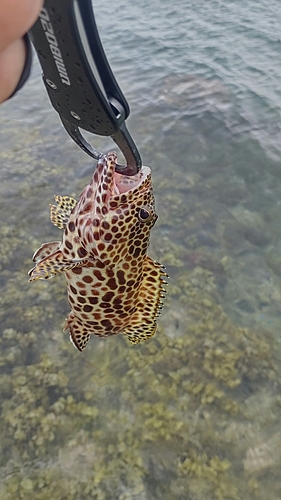 イシミーバイの釣果