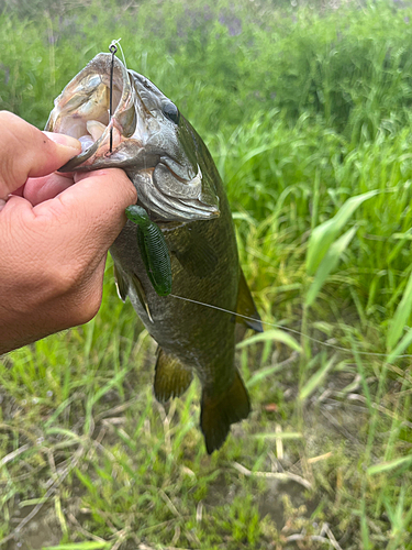 スモールマウスバスの釣果