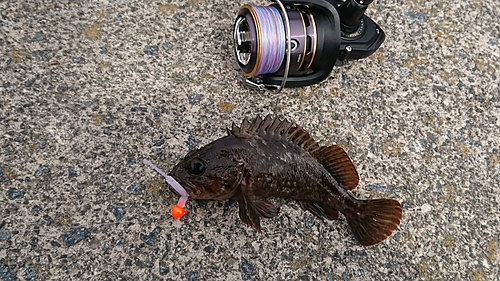 クロメバルの釣果