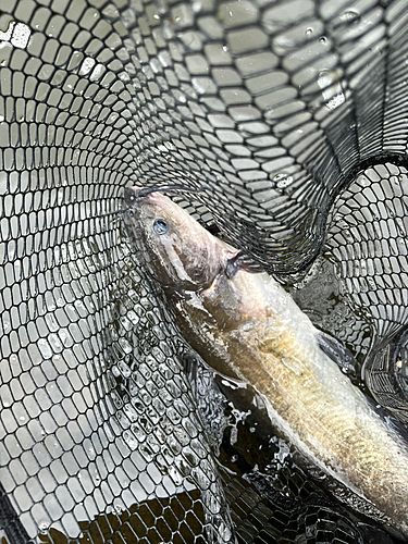 ナマズの釣果
