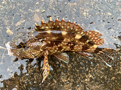 カサゴの釣果