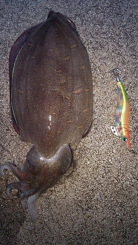 モンゴウイカの釣果