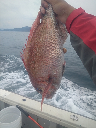 マダイの釣果