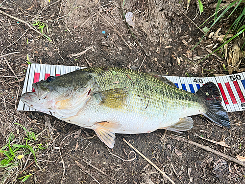 ブラックバスの釣果