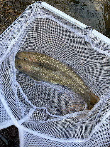 イワナの釣果