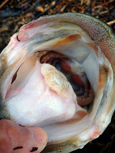 ブラックバスの釣果