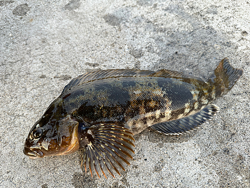 アイナメの釣果