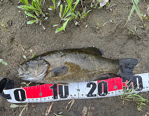 スモールマウスバスの釣果