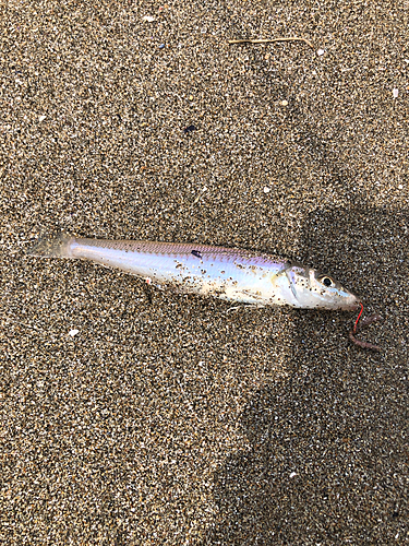 キスの釣果