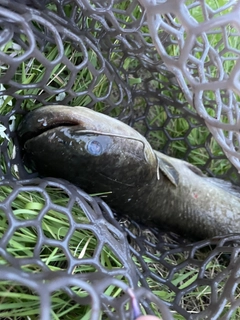 ナマズの釣果