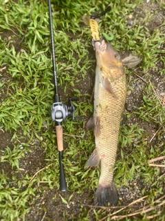 ニゴイの釣果