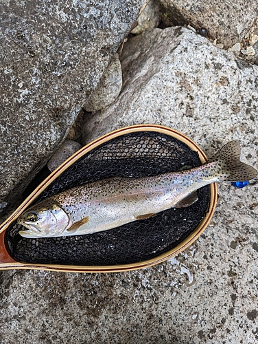 イワナの釣果