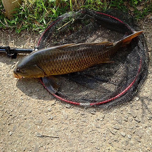 コイの釣果