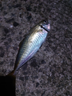 マアジの釣果