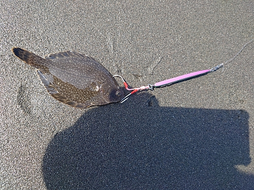 カレイの釣果