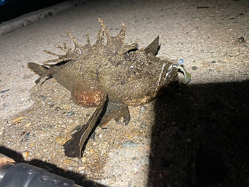 オニオコゼの釣果