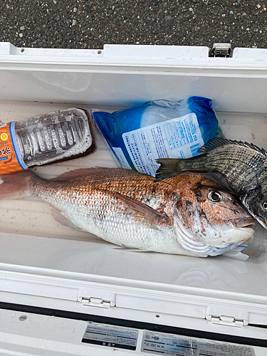 マダイの釣果