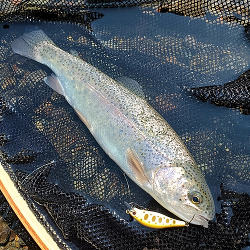 レインボートラウトの釣果