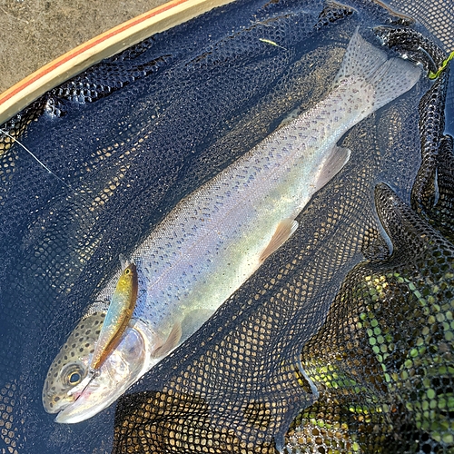 レインボートラウトの釣果