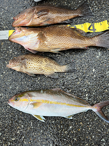 オオメハタの釣果