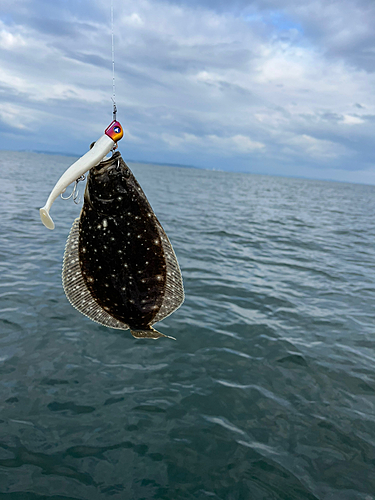 ソゲの釣果