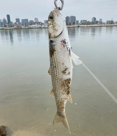 ボラの釣果