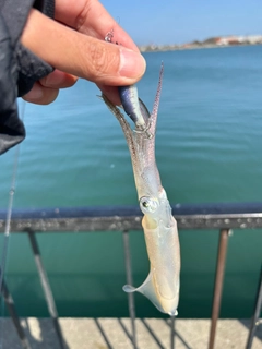 マメイカの釣果