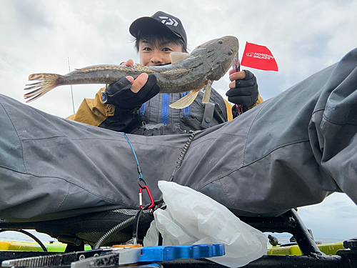 マゴチの釣果