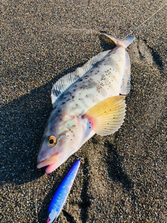 ホッケの釣果