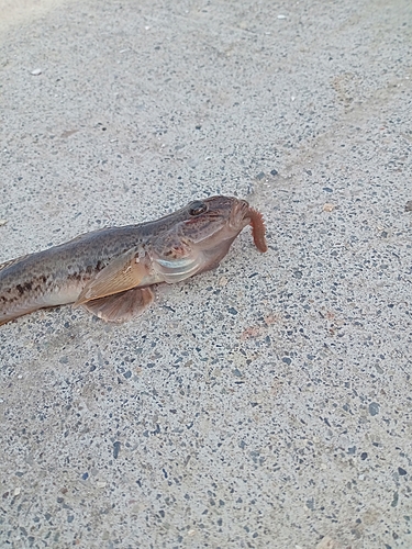 マハゼの釣果