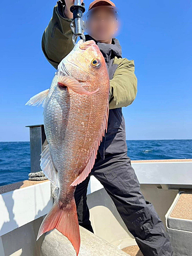 マダイの釣果