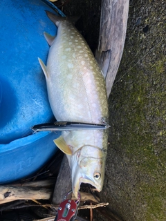 ウミアメの釣果