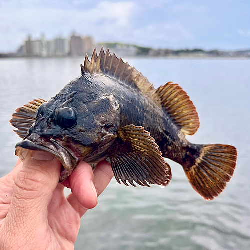 ムラソイの釣果